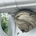 Wasp Infestation Woes? BioCycle’s Expert Wasp Nest Removal Services Have You Covered